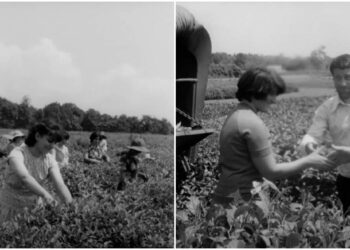 სოფელი მელექედური. ოზურგეთის მუნიციპალიტეტი. 1978 წელი – ვიდეო ილია თავბერიძის არქივიდან