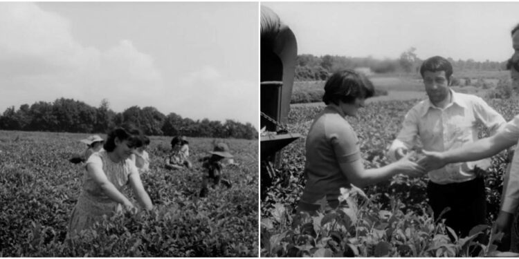 სოფელი მელექედური. ოზურგეთის მუნიციპალიტეტი. 1978 წელი – ვიდეო ილია თავბერიძის არქივიდან