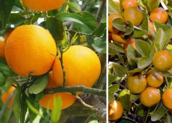 როდის ხდება ფორთოხალი და მანდარინი მავნებელი – ეს არ უნდა გამოგრჩეთ