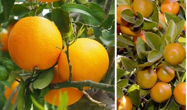 როდის ხდება ფორთოხალი და მანდარინი მავნებელი – ეს არ უნდა გამოგრჩეთ