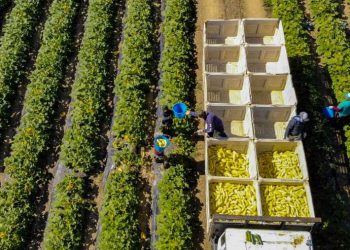 რამდენი ადამიანი წავიდა საქართველოდან გერმანიაში სეზონურად სამუშაოდ დასაქმების ხელშეწყობის პროგრამით