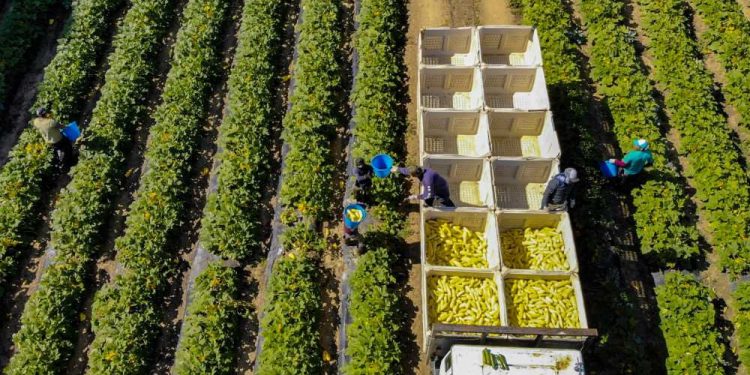 რამდენი ადამიანი წავიდა საქართველოდან გერმანიაში სეზონურად სამუშაოდ დასაქმების ხელშეწყობის პროგრამით