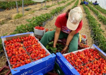 გერმანიაში დროებით დასაქმებულები სახელმწიფოს უჩივიან – დაზარალებულები 18 000 ლარს ითხოვენ