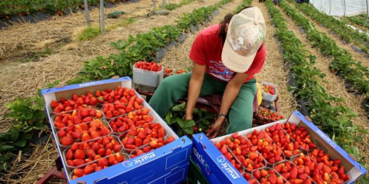 გერმანიაში დროებით დასაქმებულები სახელმწიფოს უჩივიან – დაზარალებულები 18 000 ლარს ითხოვენ