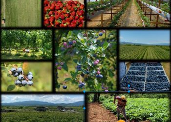 5 ყველაზე პერსპექტიული აგრობიზნესი საქართველოში  