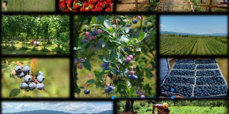 5 ყველაზე პერსპექტიული აგრობიზნესი საქართველოში  