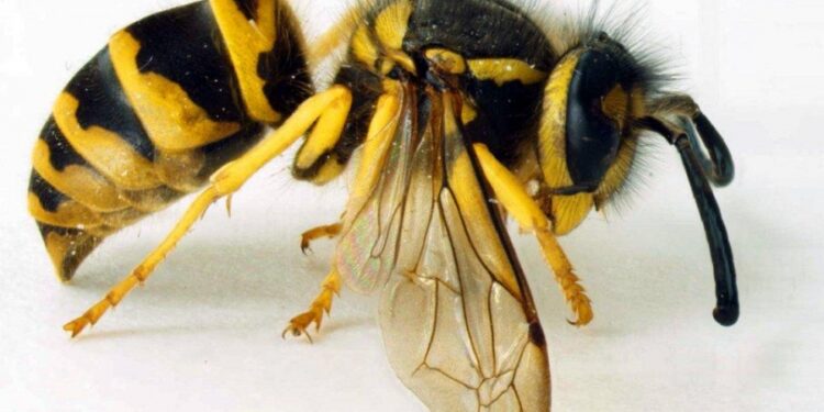 როგორ უნდა მოვიქცეთ ფუტკრის, ბზიკის ან კრაზანას კბენის შემთხვევაში – NCDC