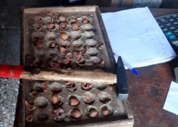 ცუდი ხარისხი და დაბალი ფასები – რა ღირს თხილი ოზურგეთში