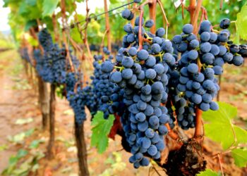 გაიცანით ვაზის 521 ჯიში, რომლებიც ქართველმა მეცნიერებმა საქართველოში მოიძიეს