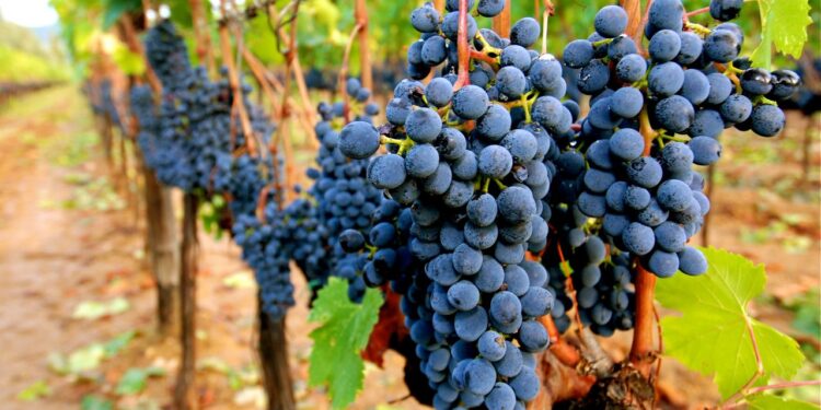 გაიცანით ვაზის 521 ჯიში, რომლებიც ქართველმა მეცნიერებმა საქართველოში მოიძიეს