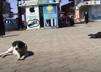 მიუსაფარი ძაღლების პრობლემა ოზურგეთში