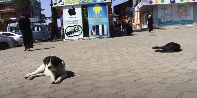 მიუსაფარი ძაღლების პრობლემა ოზურგეთში