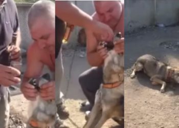 მგელი, რომელსაც ალკოჰოლს ძალით ასმევდნენ, თავშესაფარში გადაიყვანეს, კაცი დაჯარიმდება