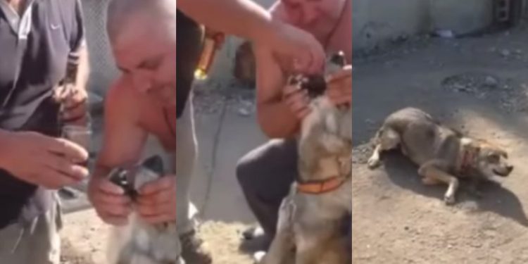 მგელი, რომელსაც ალკოჰოლს ძალით ასმევდნენ, თავშესაფარში გადაიყვანეს, კაცი დაჯარიმდება