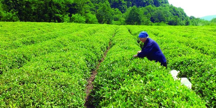 მეჩაიეთა ასოციაცია იმპორტირებულ ჩაიზე დამატებითი გადასახადის შემოღებას ითხოვს