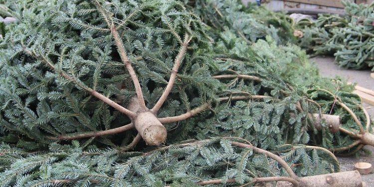 წიწვოვანი ხე-მცენარეების მოპოვებაზე, ტრანსპორტირებასა და რეალიზაციაზე კონტროლი მკაცრდება