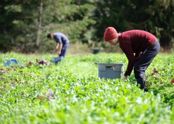 რამდენი მოქალაქე დასაქმდა საქართველოდან გერმანიაში ლეგალურად