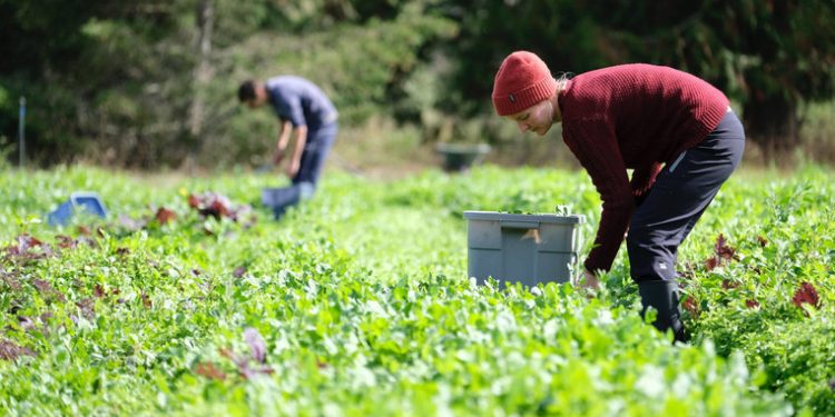 რამდენი მოქალაქე დასაქმდა საქართველოდან გერმანიაში ლეგალურად