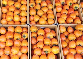 საქართველოში ხურმისა და კარალიოკის ექსპორტი გაიზარდა