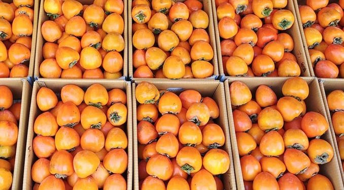 საქართველოში ხურმისა და კარალიოკის ექსპორტი გაიზარდა