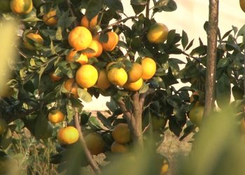 რა იწვევს ციტრუსის დაბალ ხარისხს და როგორ უნდა მოიქცეს სახელმწიფო