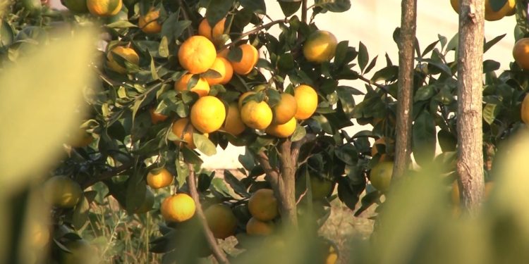 რა იწვევს ციტრუსის დაბალ ხარისხს და როგორ უნდა მოიქცეს სახელმწიფო