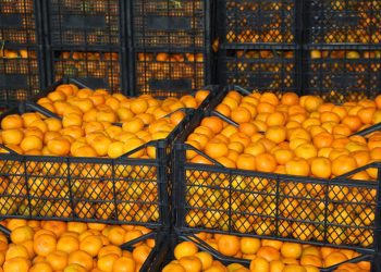 20 000 ტონით მეტი – რა მოცულობით მანდარინის მოსავალს ელოდება აჭარა 2021 წელს
