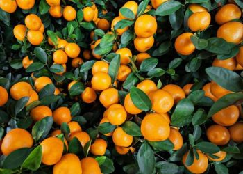 რა რაოდენობის მანდარინის ექსპორტი განხორციელდა საქართველოდან