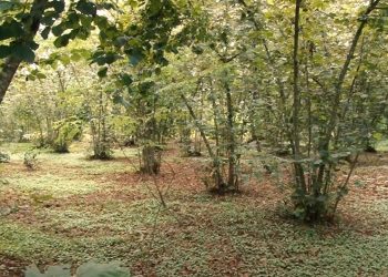 ლანჩხუთელი რომან ყაველაშვილის თხილის საწარმო – როგორ იქცა აგროსესხით დაწყებული საქმიანობა წარმატებულ ბიზნესად