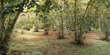 ლანჩხუთელი რომან ყაველაშვილის თხილის საწარმო – როგორ იქცა აგროსესხით დაწყებული საქმიანობა წარმატებულ ბიზნესად