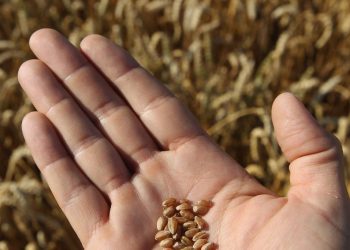 რუსული ხორბალი რეკორდულად გაძვირდა – გაიზრდება თუ არა პურის ფასი საქართველოში