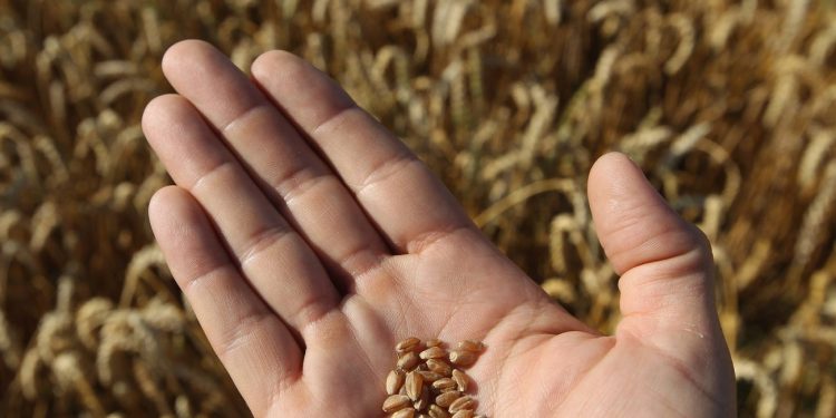 რუსული ხორბალი რეკორდულად გაძვირდა – გაიზრდება თუ არა პურის ფასი საქართველოში