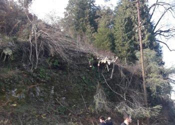 სოფელ ლიხაურში ხეების მოჭრა გრძელდება – ამჟამად ”ენერგო პრო ჯორჯიამ” ხეები ეკლესიასა და სასაფლაოს ფერდობზე მოჭრა