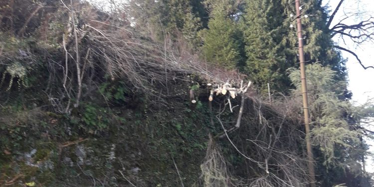 სოფელ ლიხაურში ხეების მოჭრა გრძელდება – ამჟამად ”ენერგო პრო ჯორჯიამ” ხეები ეკლესიასა და სასაფლაოს ფერდობზე მოჭრა