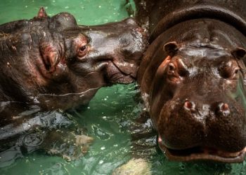 ბელგიაში ორი ბეჰემოტი კორონავირუსით დაინფიცირდა