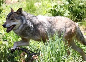 წყალტუბოში მგელმა სამი ადამიანი დაკბინა