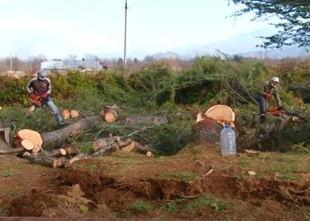 გურიის ახალი ამბები –14. 12. 2021