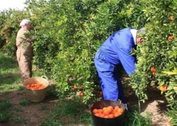 გერმანიაში სეზონურ, დროებით სამუშაოებზე დასაქმების მიზნით, წელს საქართველოს 18 მოქალაქე გაემგზავრა