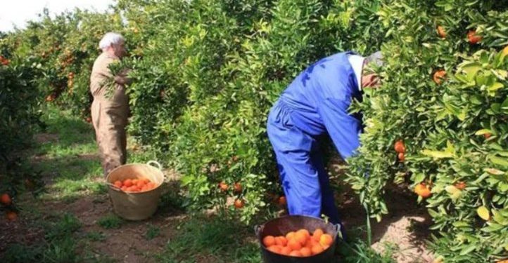 გერმანიაში სეზონურ, დროებით სამუშაოებზე დასაქმების მიზნით, წელს საქართველოს 18 მოქალაქე გაემგზავრა