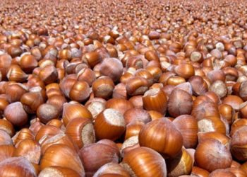 რა პროცედურებს გადის ქართული თხილი EU-ს ბაზარზე მოსახვედრად? – ექსპორტიორი შეფერხებებზე საუბრობს