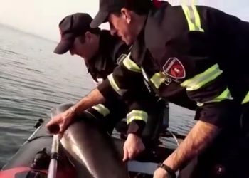 ქობულეთში მაშველებმა დელფინი გადაარჩინეს