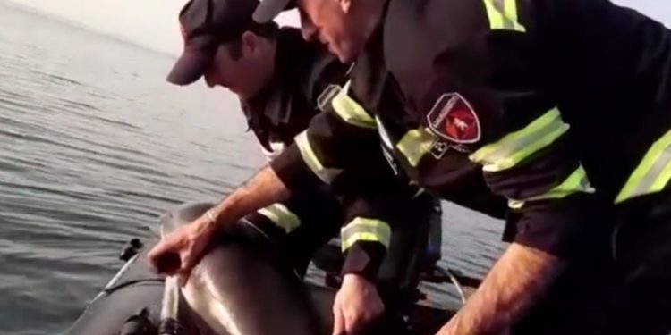 ქობულეთში მაშველებმა დელფინი გადაარჩინეს