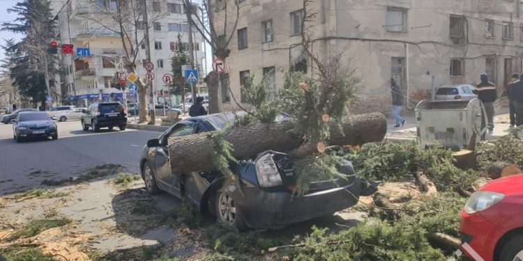 ქუთაისში ძლიერმა ქარმა ხე წააქცია – დაშავდნენ მოქალაქეები