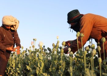 თალიბანმა ოპიუმის დასამზადებლად ყაყაჩოების კულტივაცია აკრძალა