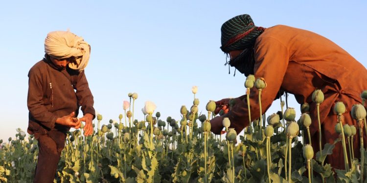 თალიბანმა ოპიუმის დასამზადებლად ყაყაჩოების კულტივაცია აკრძალა