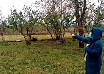 სოფელ მელექედურის მოსახლეობას მგელმა დიდი ზარალი მიაყენა