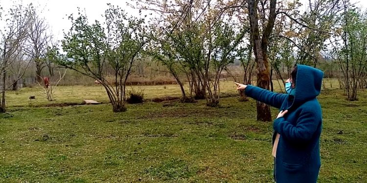 სოფელ მელექედურის მოსახლეობას მგელმა დიდი ზარალი მიაყენა