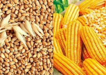 „საქსტატი“ – წინა წელთან შედარებით სიმინდის და ბოსტნეულის საშუალო მოსავლიანობის მაჩვენებლები შემცირდა – ხორბლის, ქერის და კარტოფილის კი გაიზარდა