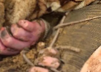 კიევის ოლქში ნაწამები და მოკლული ადამიანების სამარხი აღმოაჩინეს