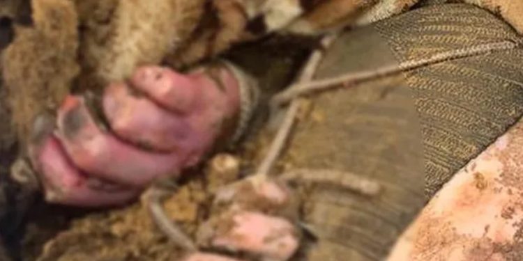 კიევის ოლქში ნაწამები და მოკლული ადამიანების სამარხი აღმოაჩინეს